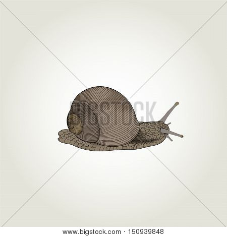 Hand drawing snail. Abstract element for design. Vector illustration.