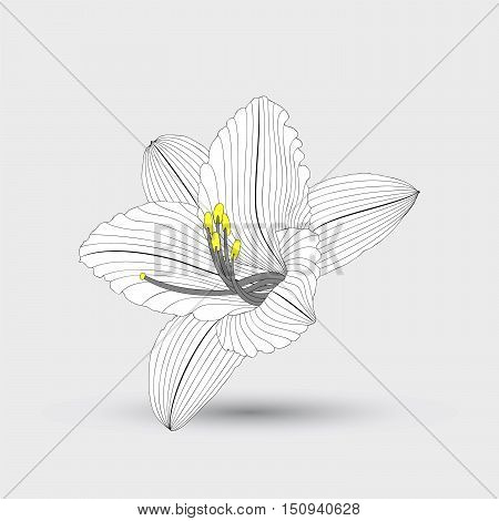 Vector flower lily. Element for design. Vector illustration.