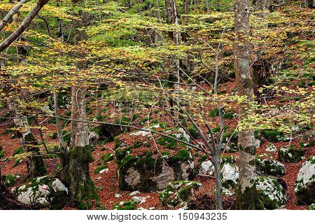 Colors of autumn in the Abruzzo National Park, Italy