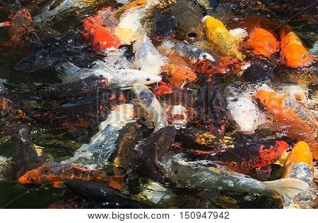 Karp Fish In Pond