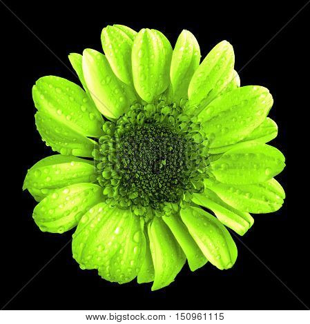 Green Chrysanthemum Flower Macro Isolated On Black