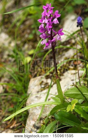 Wild Early Purple Orchid Plant – Orchis Mascula