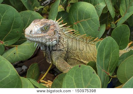 Closeup of beautiful wild green iguana among sea grape branches on Caribbean island of Isla Culebra