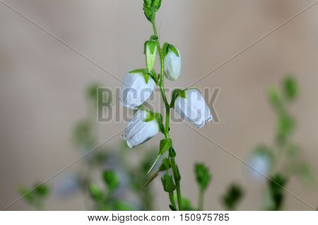 White flowers of the heath Daboecia cantabrica.