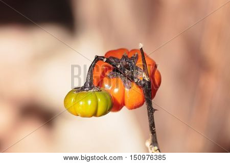 Pumpkin tree scientifically known as Solanum integrifolium is a plant that looks as if it is growing miniature orange pumpkins.