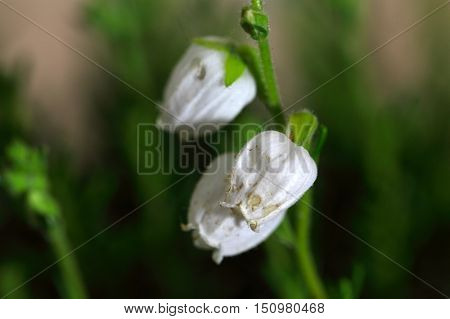 White flowers of the heath Daboecia cantabrica.