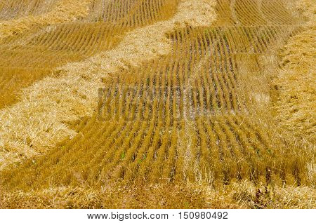 Picture of The compressed band on wheat field