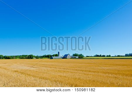 Picture of The compressed band on wheat field