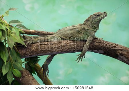 Weber's sailfin lizard (Hydrosaurus weberi). Wildlife animal. 