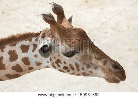 Kordofan giraffe (Giraffa camelopardalis antiquorum), also known as the Central African giraffe. Wildlife animal. 