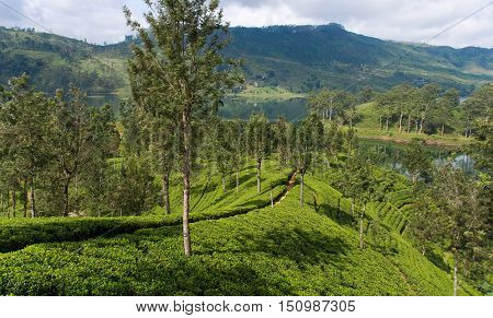 Sri Lanka's Hill Country and Tea estates