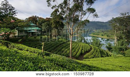 Sri Lanka's Hill Country and Tea estates