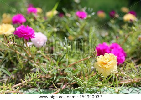 Portulaca oleracea flower or Common Purslane flower in gardenColorful color blooming during all season.