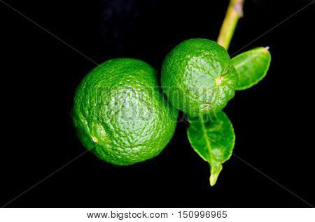 Bergamot Orange Hanging Fruits With Leaf Isolated On Black Background