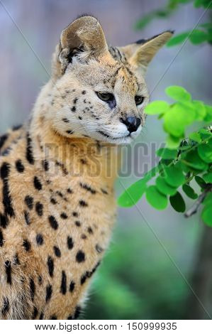 Serval Cat (felis Serval)