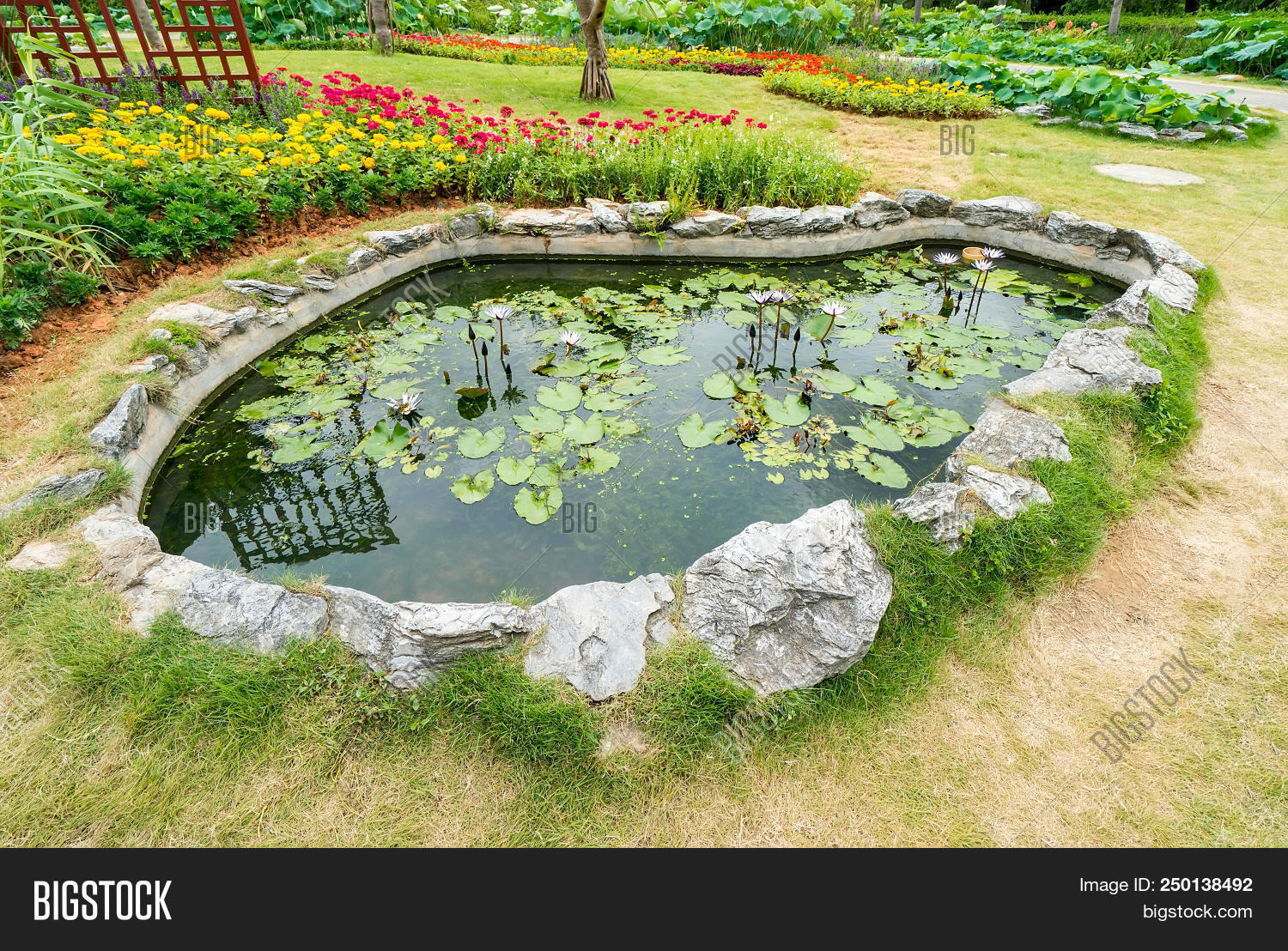 Waterlily Pond Green Image & Photo (Free Trial) Bigstock