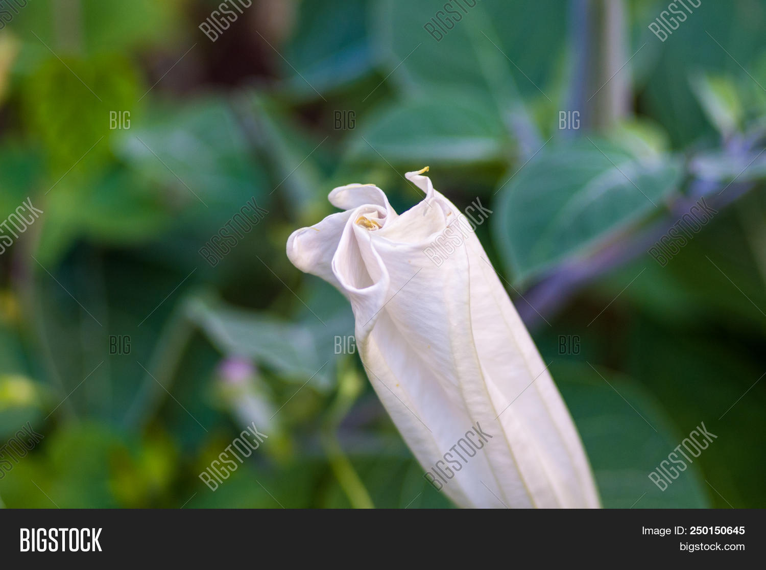 Devil's Trumpet, Image & Photo (Free Trial) Bigstock