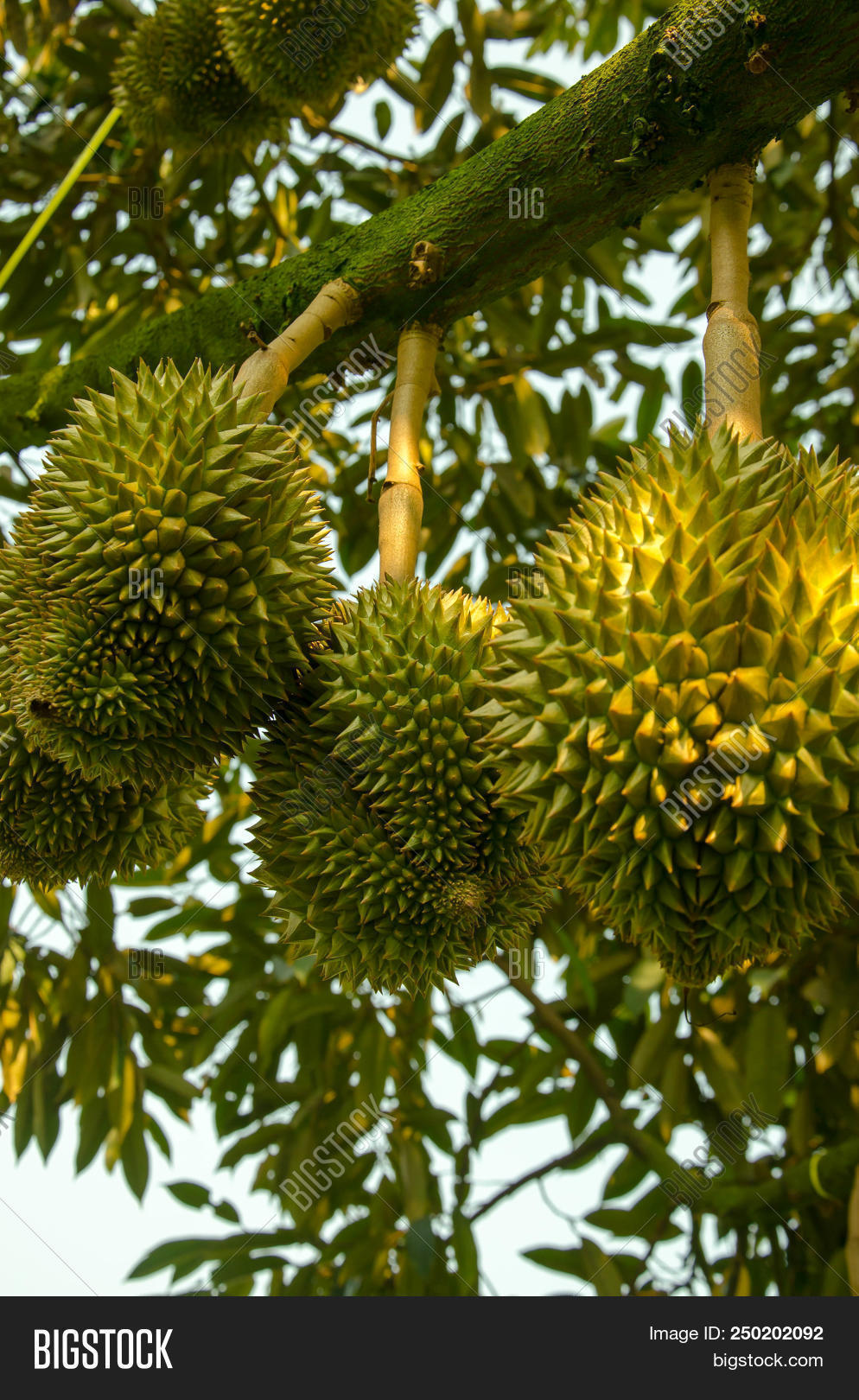 Fresh Durian On Tree Image & Photo (Free Trial) | Bigstock