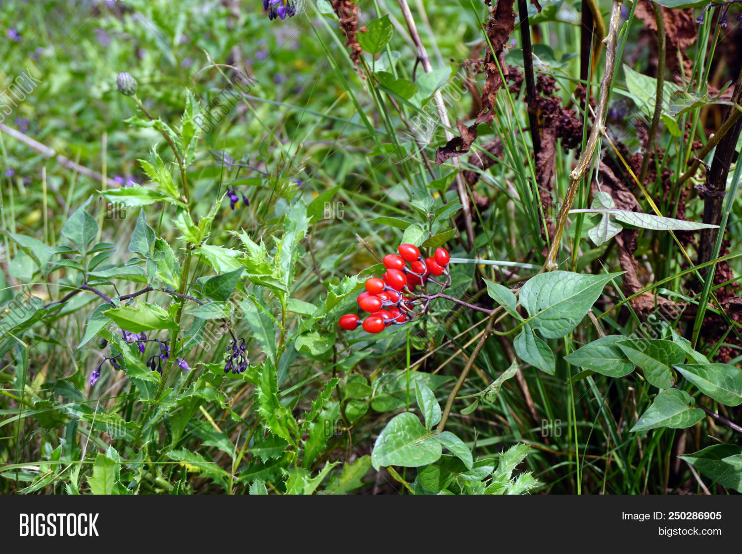 Cluster Poisonous Red Image Photo Free Trial Bigstock