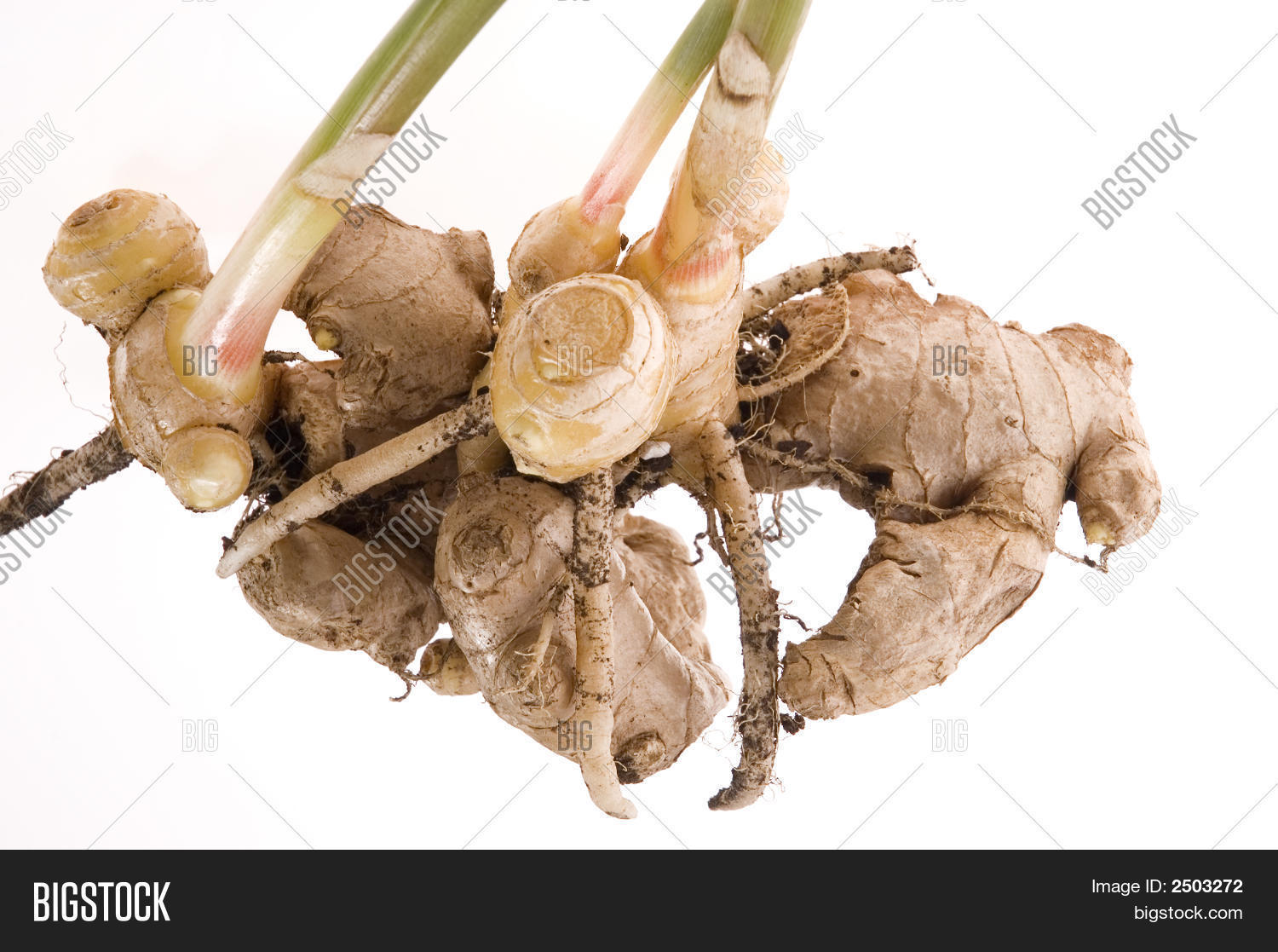 Ginger Root Figging