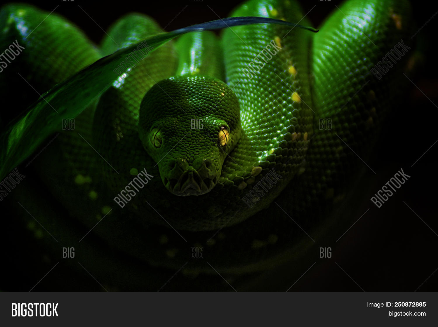 green tree python stock photo - download image now -... Green Tree Python Image & Photo (Free Trial) | Bigstock