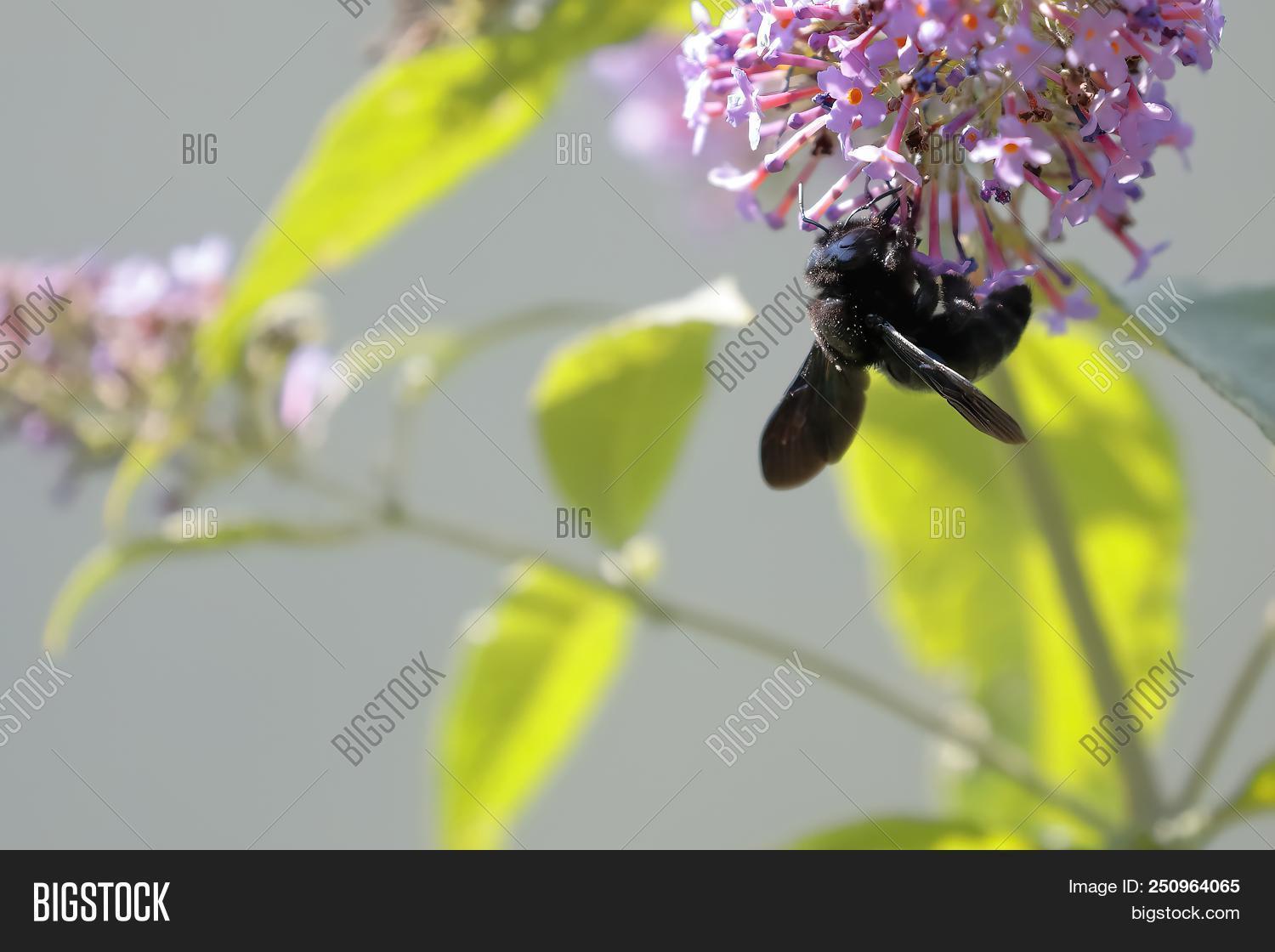 Black Bee While Image & Photo (Free Trial) | Bigstock