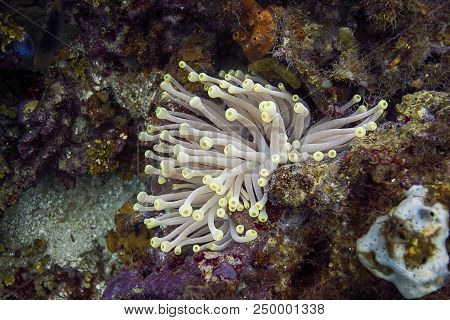 Giant Anemone Growing Between Rock In A Reef