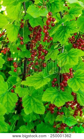 Branches Strewn With Red Currant Berries In The Garden