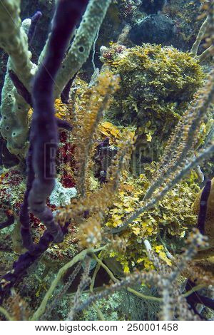 Seahorse Cammouflage In Between Branches Of Coral Reef