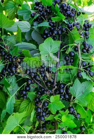 Branches Strewn With Black Currant Berries In The Garden