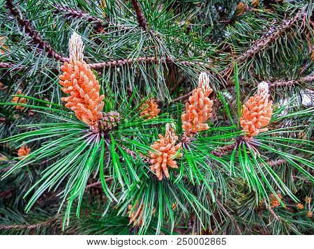 Young Shoots Of Pine In Early Summer.