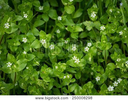 Closeup Of A Group Of Common Chickweed With Small White Blossoms
