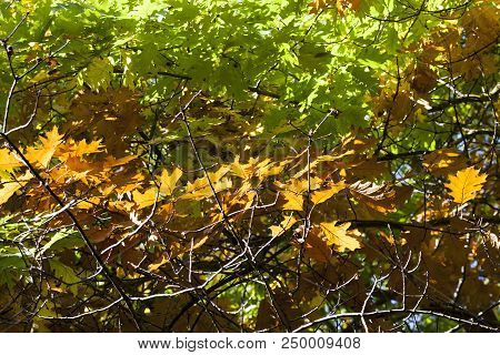 Illuminated By Bright Sunbeams Branch Of An Oak Tree With Yellowed Autumn Leaves, In The Background 