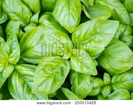 Closeup Of The Vibrant Green Leaves Of Basil (ocimum Basilicum)