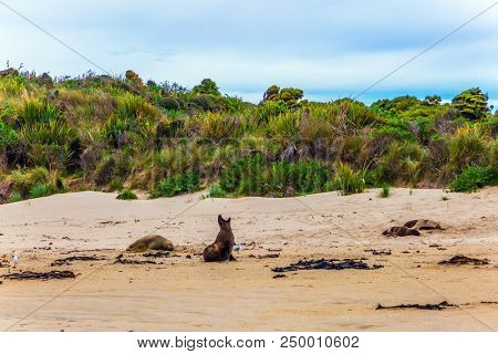 Sea lion on the famous sandy Cannibal Beach. Picturesque New Zealand, South Island. Concept of active and ecological tourism