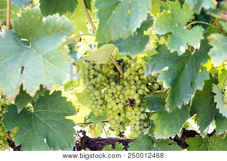 Grapes Harvest In Vineyard In Tirana Countryside Albania