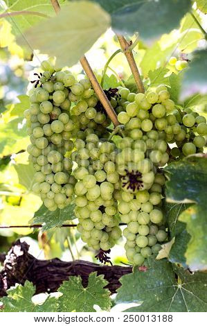 Grapes Harvest In Vineyard In Tirana Countryside Albania
