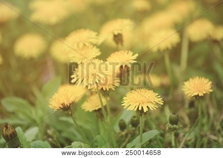 Dandelion Yellow Flower Growing On The Green Meadow In Spring Time, Natoral Seasonal Floral Backgrou