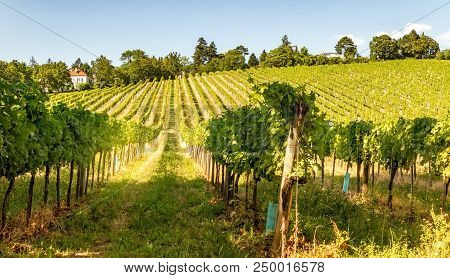 Vineyard Hills Of The City Of Vienna