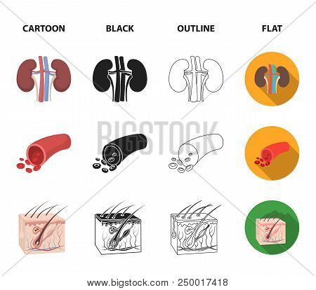 Brain, Kidney, Blood Vessel, Skin. Organs Set Collection Icons In Cartoon, Black, Outline, Flat Styl