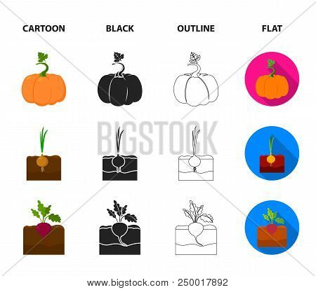 Cabbage, Pumpkin, Onion, Buriak.plant Set Collection Icons In Cartoon, Black, Outline, Flat Style Ve