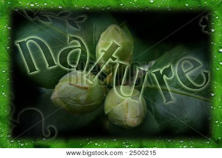 Зеленая природа композиция