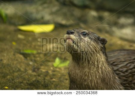 Small-clawed Otter Upper Body, Gray-brown Lower Body Slightly Weaker. Beneath The Chin And Neck, The