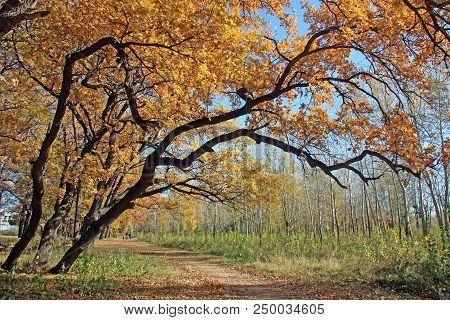 A Fall Of Leaves In An Oak Grove In Autumn With A Blue Sky
