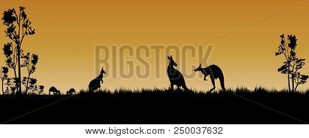 Kangaroos And Trees As A Silhouette In The Australian Sunset