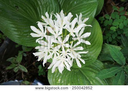 White Proiphys Amboinensis Flower In Nature Garden