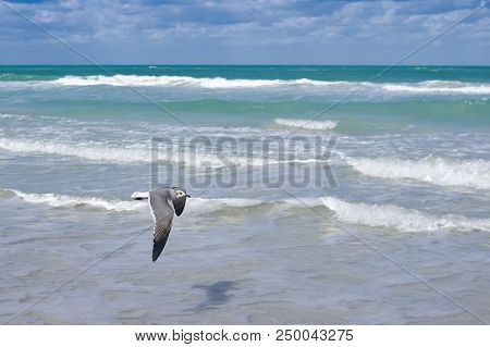 Albatross A Large Sea Bird With A Long Beak And Narrow Wings, Black And White Feathers, Feeds On Fis