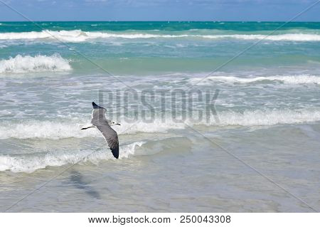 Albatross A Large Sea Bird With A Long Beak And Narrow Wings, Black And White Feathers, Feeds On Fis