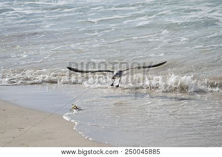 Albatross A Large Sea Bird With A Long Beak And Narrow Wings, Black And White Feathers, Feeds On Fis