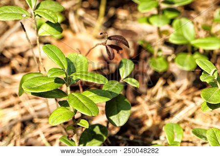 Blueberry Plant On The Ground In A Spring Forest